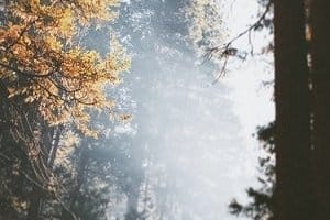 Forest Whispers Diffuser Blend